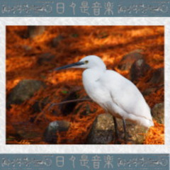 Grecitta (Nikolaos Lavdas)