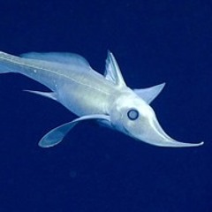 Deep Dive