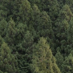 In a forest