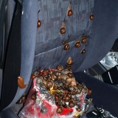 tribute to takin a little walk