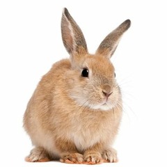 UndeR'edge - hoosepfeffer