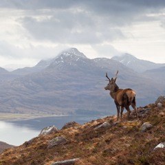 Longing For The Highlands