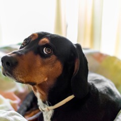 Welke activiteiten geven jouw hond stress ?