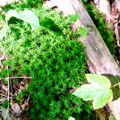 Forest Energy (Remix 2026) & Video Link