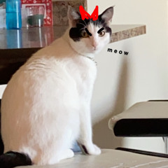 VARI // Ä LIVE // 8_22_2020