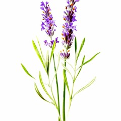 lavender_bby (prod. farber)