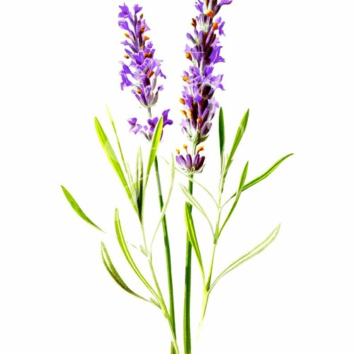 lavender_bby (prod. farber)