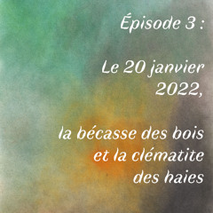 Episode 3 : Le 20 janvier 2022, La bécasse des bois et la clématite des haies