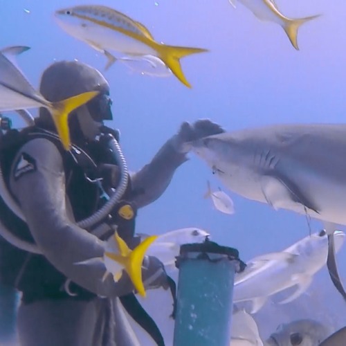 Reef Shark Connection