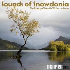 Sounds of Snowdonia Birdsong sample track