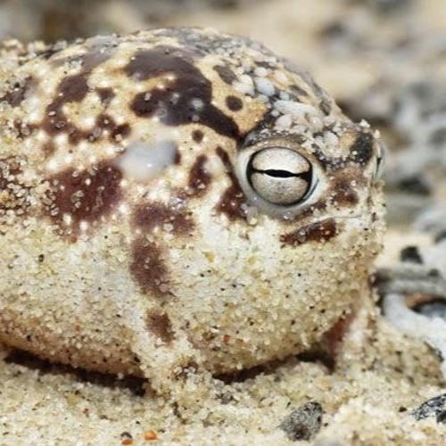 noxpox - exploding frogs in the piano