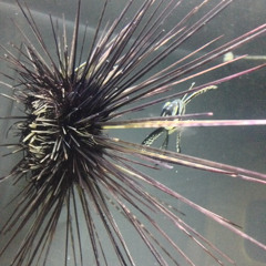 ｄｒk & bine - spindle