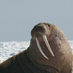 10-24-23-walrus
