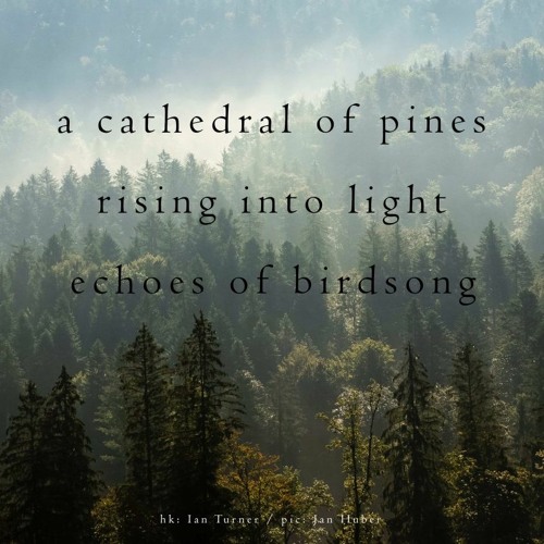 A Cathedral Of Pines (NaviarHaiku 345)
