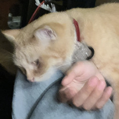Mũ lèo