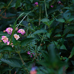 2025-10-26-TheDoctrineOfGodRevealedThroughChristPt11t