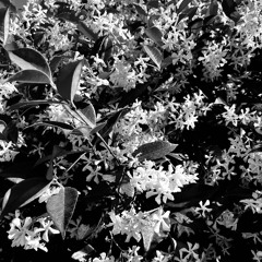 A Taste of Spring