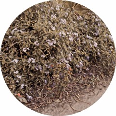 Hair Huidobro -Automne