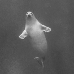 orquideas maqueta take 2