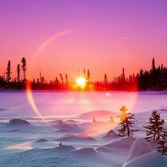 Mycologik - Dr Shelter