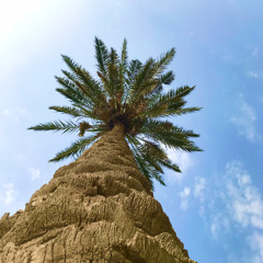 احمد الدواس | لا بالنجف لا بالكوت