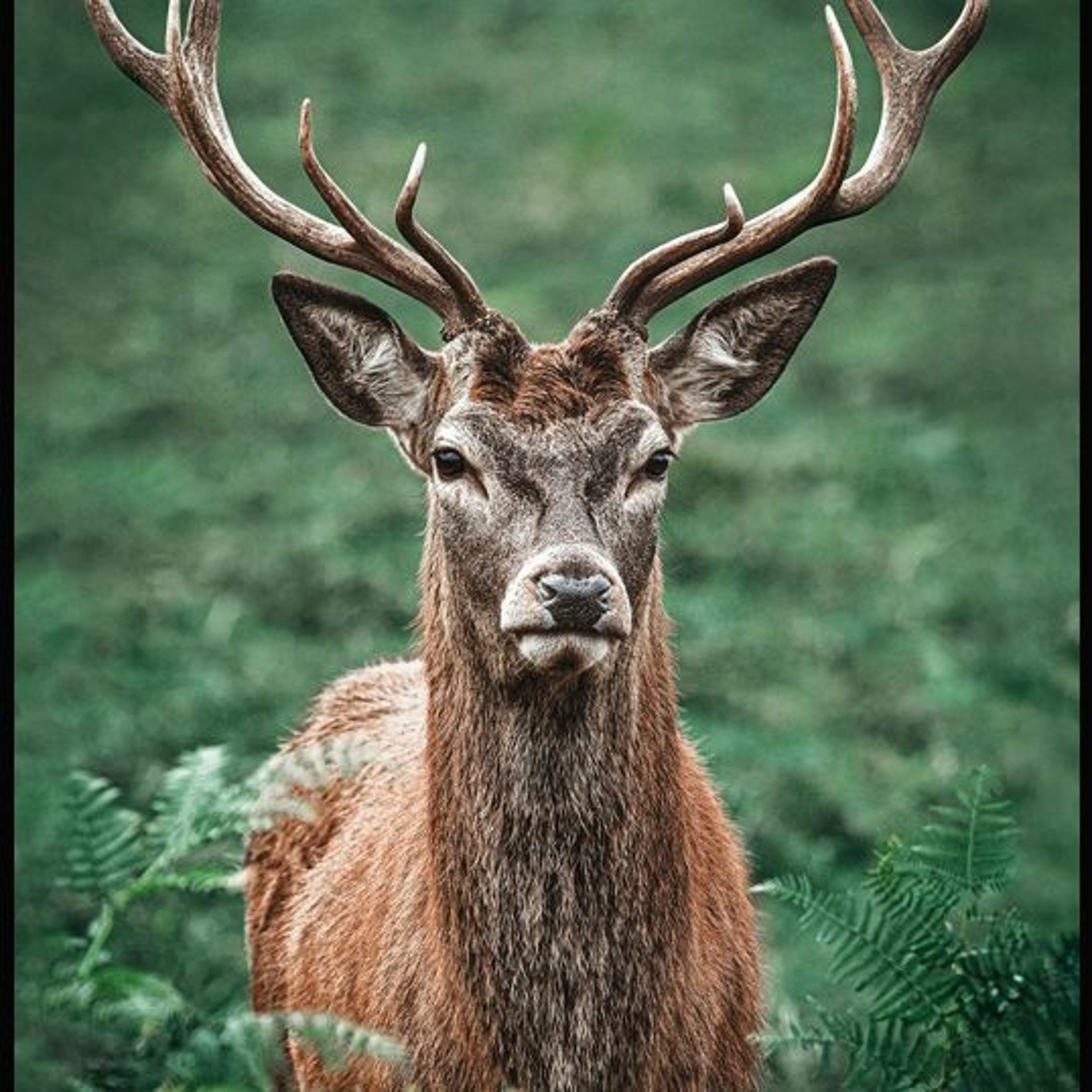 The Stag By Covert23 And Quartz...xxx episode artwork