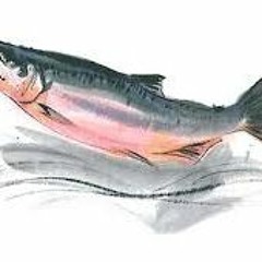 River of Life - Journey of the Salmon