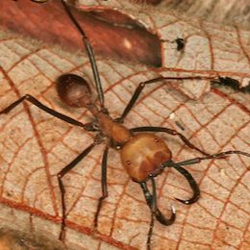 empires of the undergrowth black ant vs worker ant empires of the undergrowth black ant vs worker ant