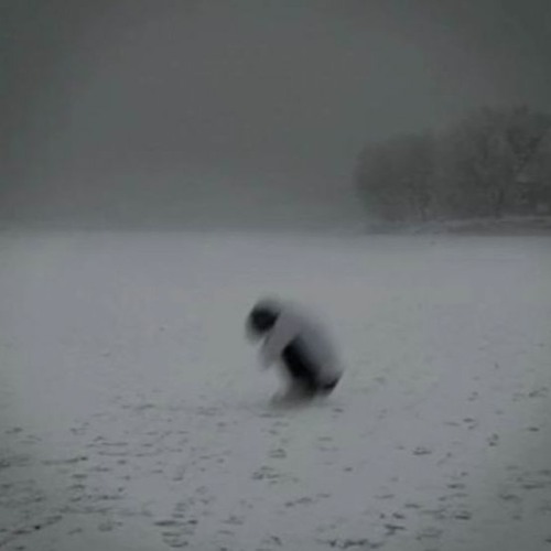 What Kind Of Bird Are You ?