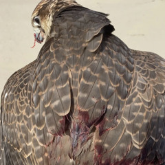 ياهي طيرك لاتعديه سلوى 🪶🤍