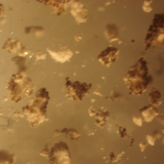 Audio Hog Rubber (disquiet0724)