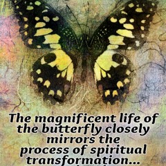 Kelebekler uyandı mı? - Have the butterflies woke up yet?