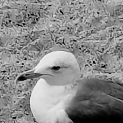 05 2025.10 Comp45 - ewal - A Half Century Coma - Hammock Gull