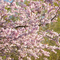 Spring into Summer cover Lizzy McAlpine