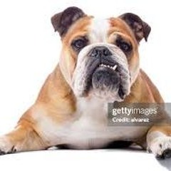 Hey BUlldog v2