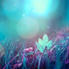 Borecki - New California