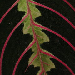 Temprana