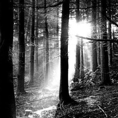 The First Light Of Day