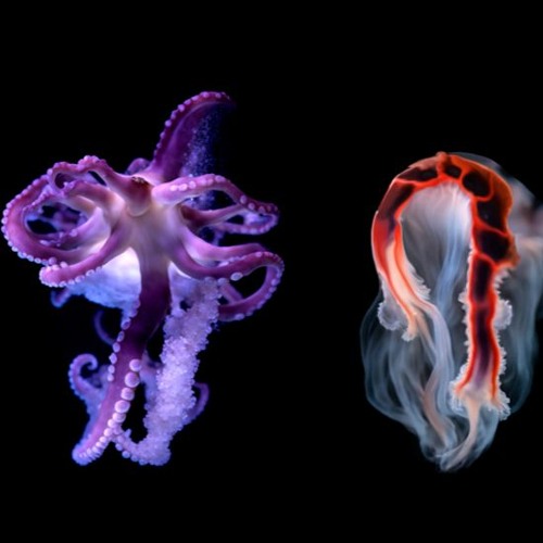 Convention Survival Guide Presented By The Shaw Report