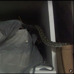 The Happy Snake Song: