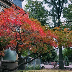 ideas from when the leaves started to turn (demo)