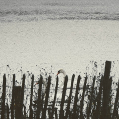 Organ Improvisation (untitled)