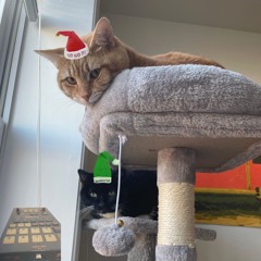 KUDOS - SPBB 386: MERRY XXXMÁS 2OHOHOHO2 SPFORUMS