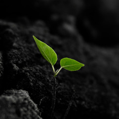 House Gigs, Vol. 7: REBIRTH