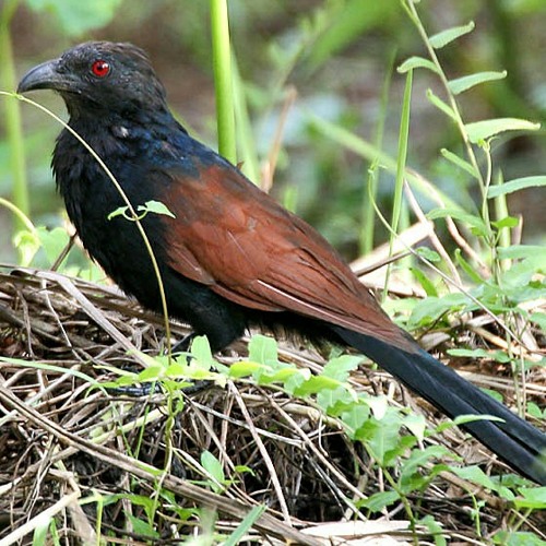 Tiếng Chim Bìm Bịp