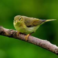 bird song