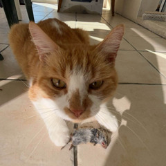 MINUTE TRAP (prod. tekilla)