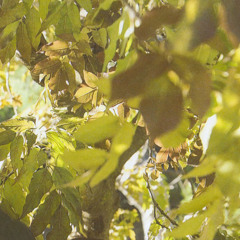 eco (Khotton Palm Remix)