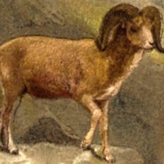ovis
