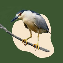 Квак - Crowned Night Heron